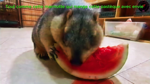Enzo_Germer_M4.mp4